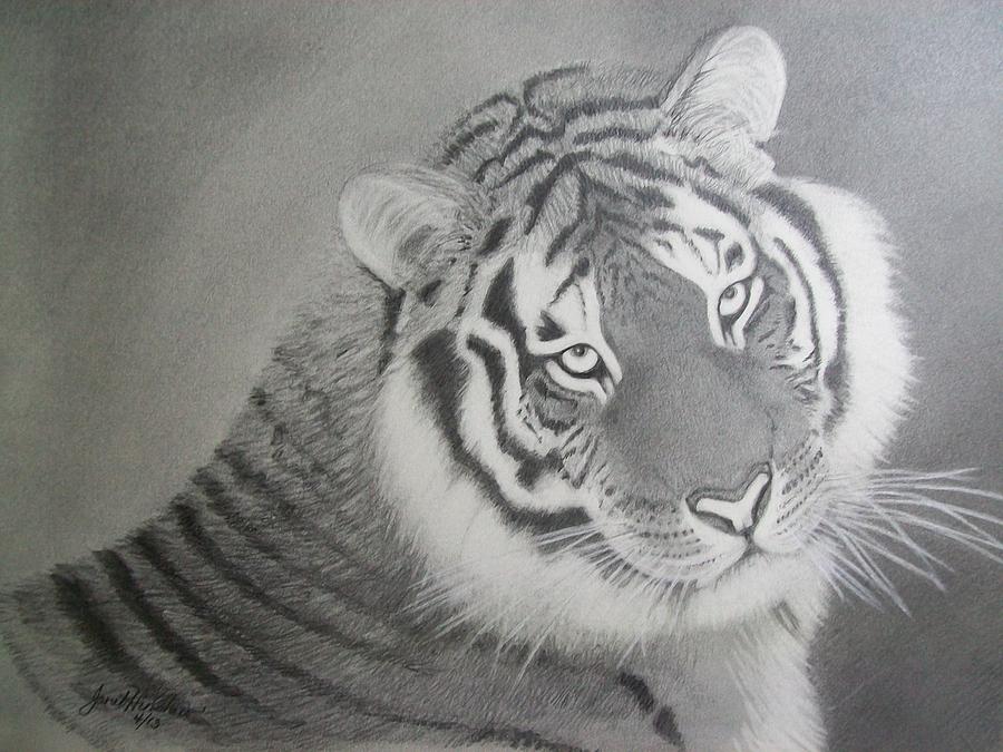 Siberian Tiger Drawing by Janet Hinshaw | Fine Art America