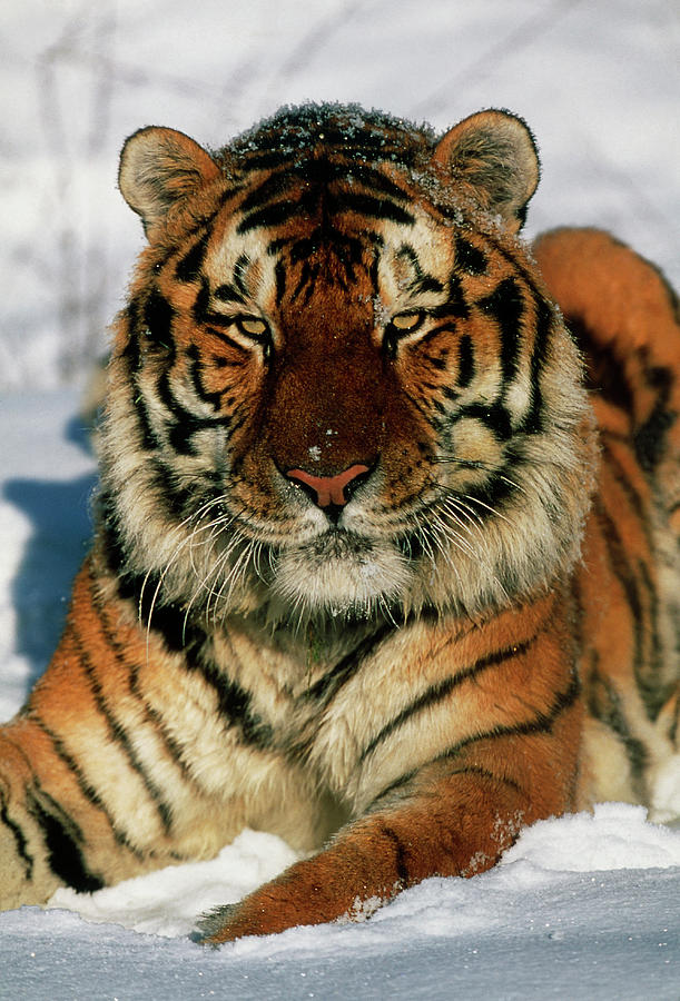 Siberian Tiger by John Beatty/science Photo Library