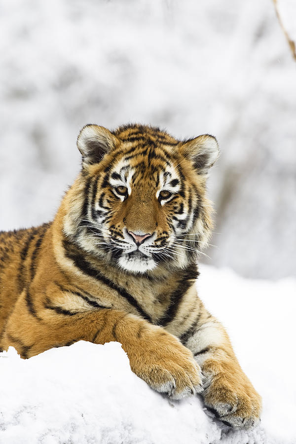 Siberian Tiger Juvenile Photograph by Konrad Wothe