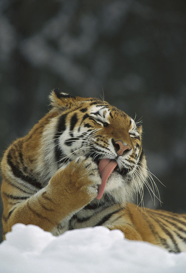Siberian Tiger Licking Its Paw Photograph by Konrad Wothe