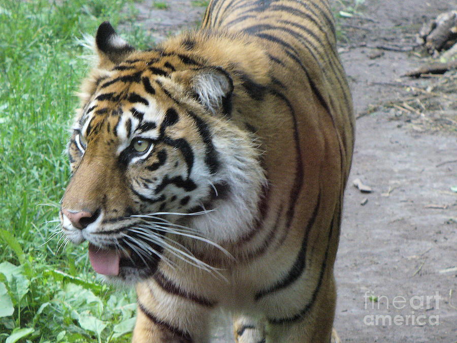 Wildlife Photograph - Siberian Tiger by Lingfai Leung
