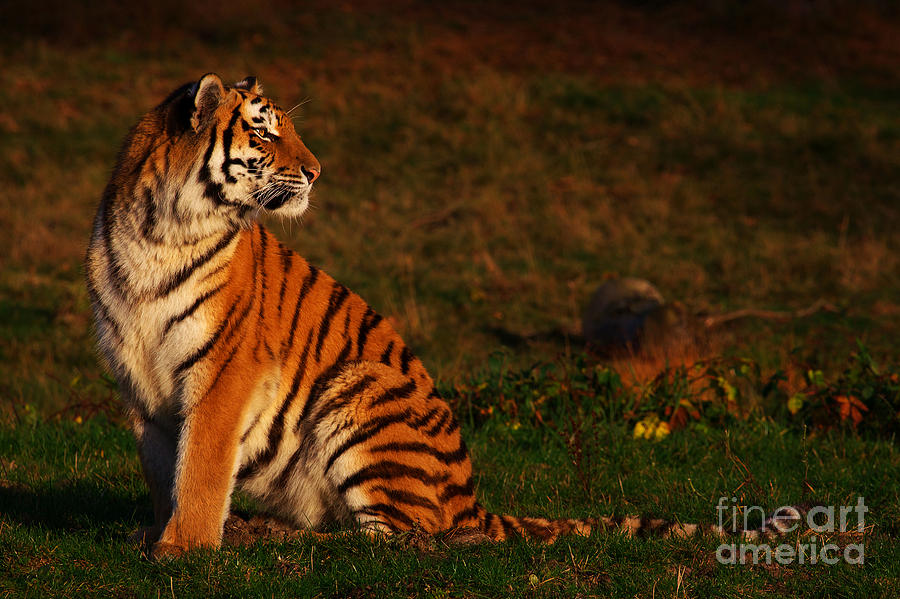 Siberian Tiger looking backwards Photograph by Nick  Biemans