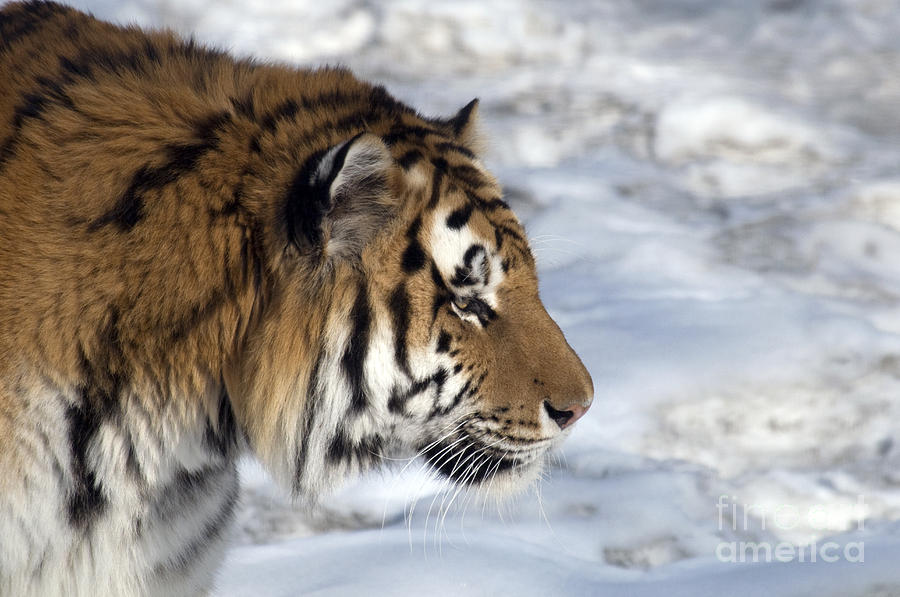 Wildlife Photograph - Siberian Tiger by Mark Newman