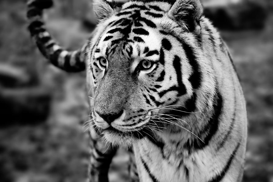 Siberian Tiger Monochrome Photograph by Semmick Photo
