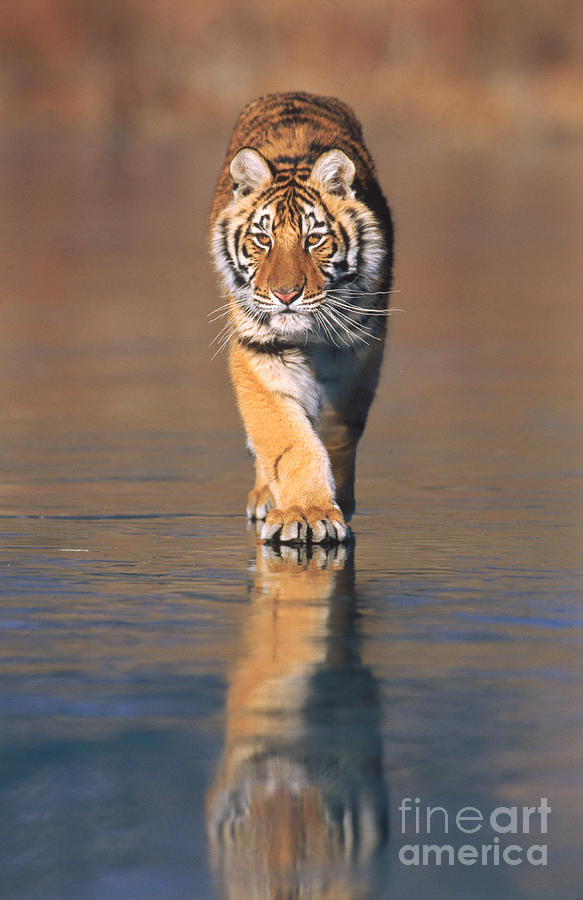 Siberian Tiger Neofelis Tigris Altaica Photograph by Tierbild Okapia
