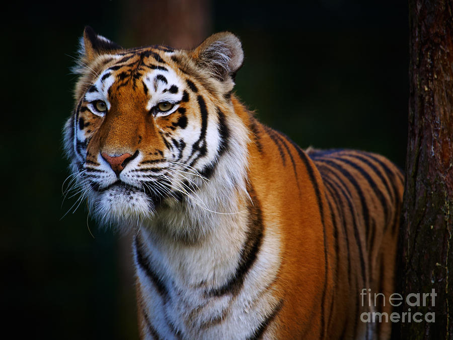 Siberian tiger  Photograph by Nick  Biemans