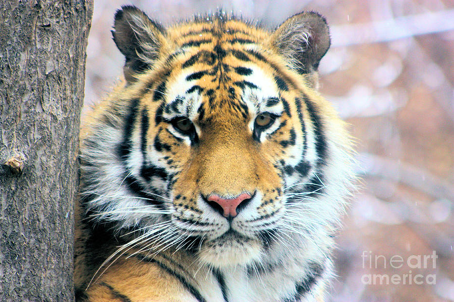 Siberian Tiger Photograph by Nick Gustafson