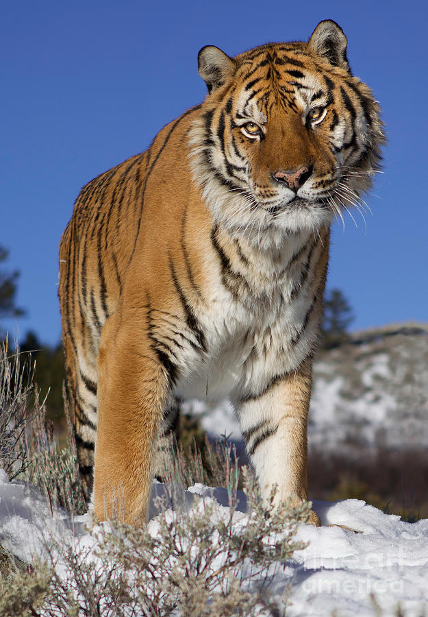 Siberian Tiger No. 1 Photograph by Jerry Fornarotto