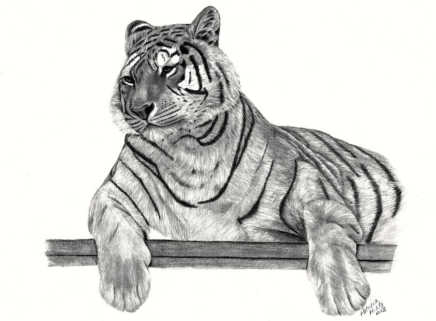 Siberian Tiger Drawing by Patricia Hiltz
