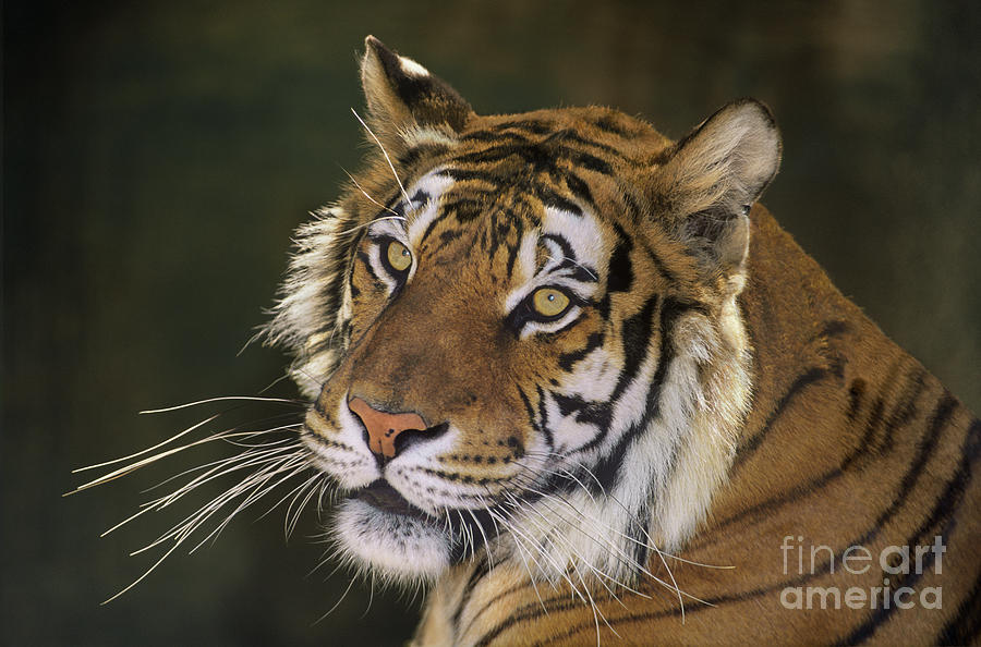 Siberian Tiger Portrait Endangered Species Wildlife Rescue Photograph ...