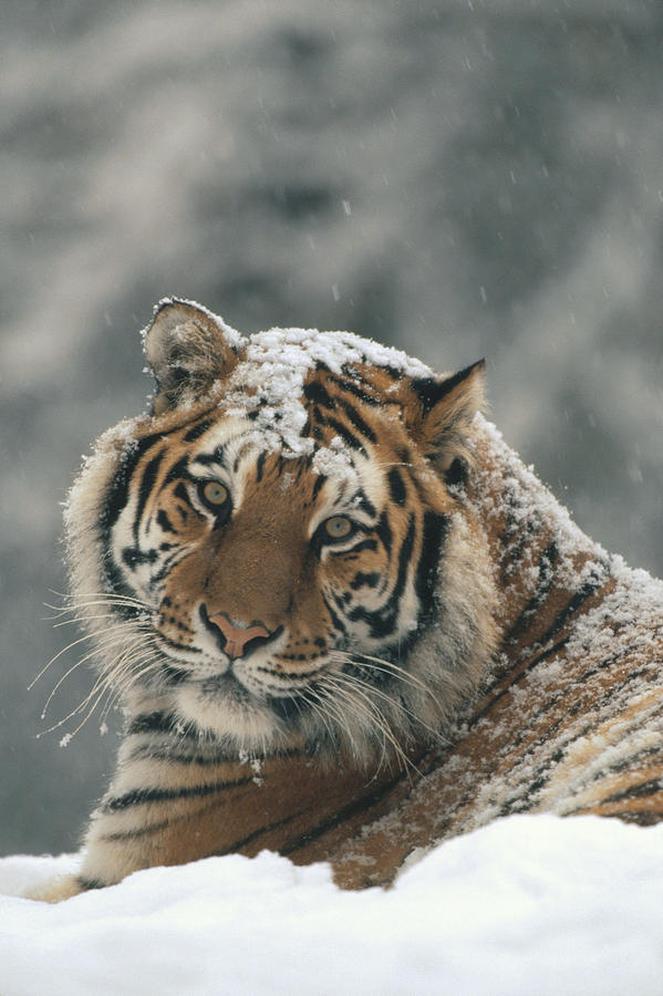 Siberian Tiger Portrait In Light Photograph by Konrad Wothe
