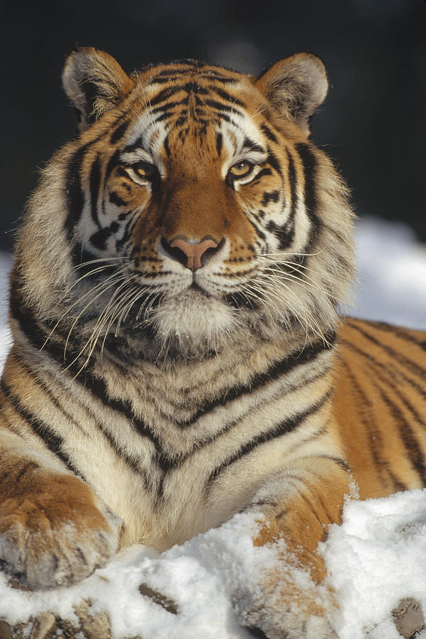 Siberian Tiger Portrait In Snow China Photograph by Konrad Wothe