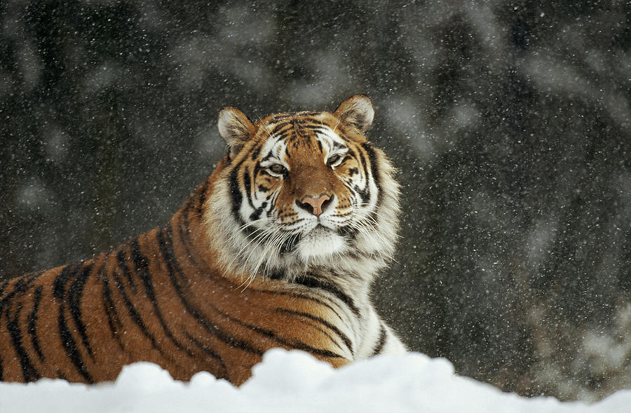 Siberian Tiger Portrait In Snow Storm Photograph by Konrad Wothe