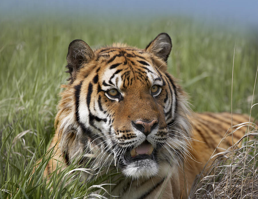Siberian Tiger Portrait Photograph by Tim Fitzharris
