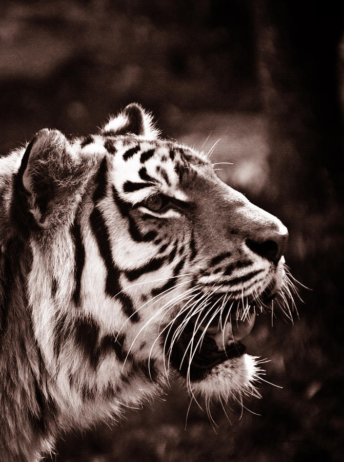 Siberian Tiger Photograph by Crystal Wightman