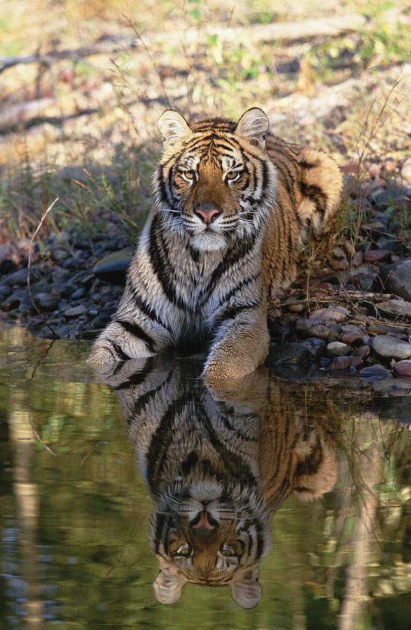 Siberian Tiger Resting Along Waters Edge Photograph by Tim Fitzharris