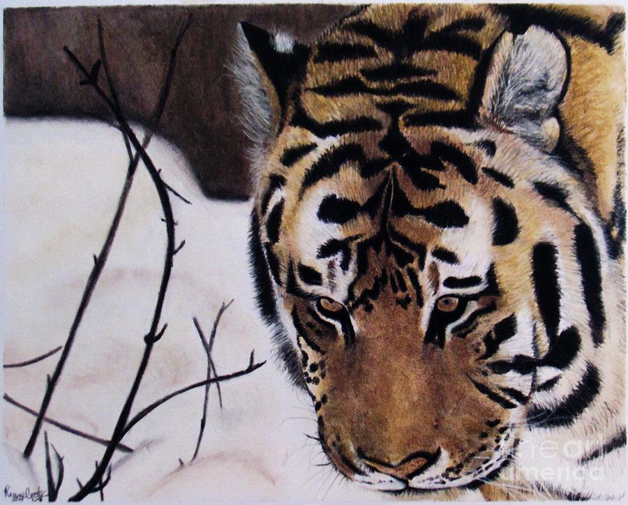 Siberian tiger Drawing by Raine Cook Fine Art America