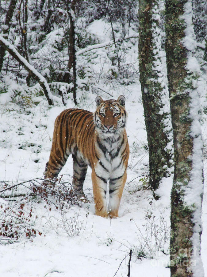 Animal Photograph - Siberian Tiger - snow wood by Phil Banks