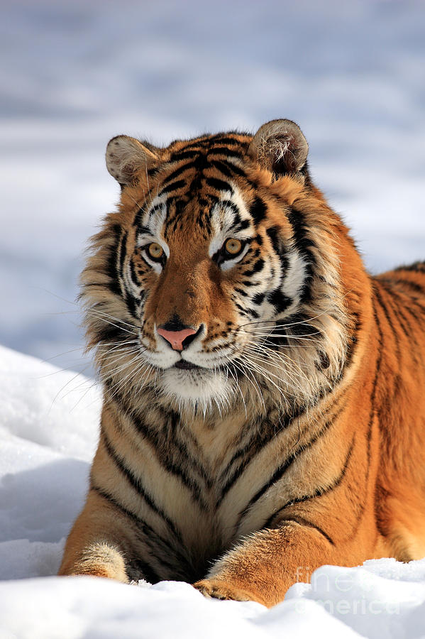 Siberian Tiger Photograph by Sohns/Okapia - Fine Art America