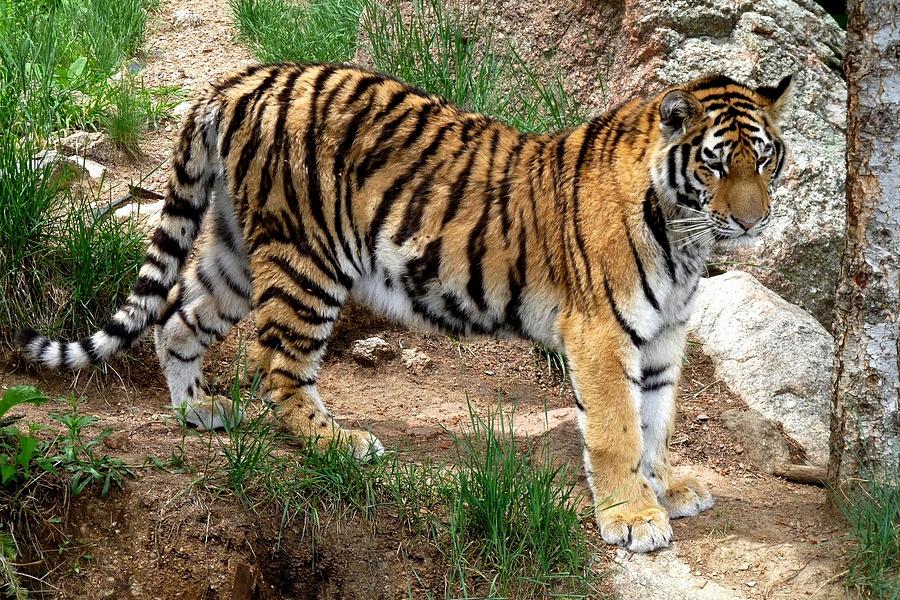 Siberian Tiger - Standing Photograph by Marilyn Burton