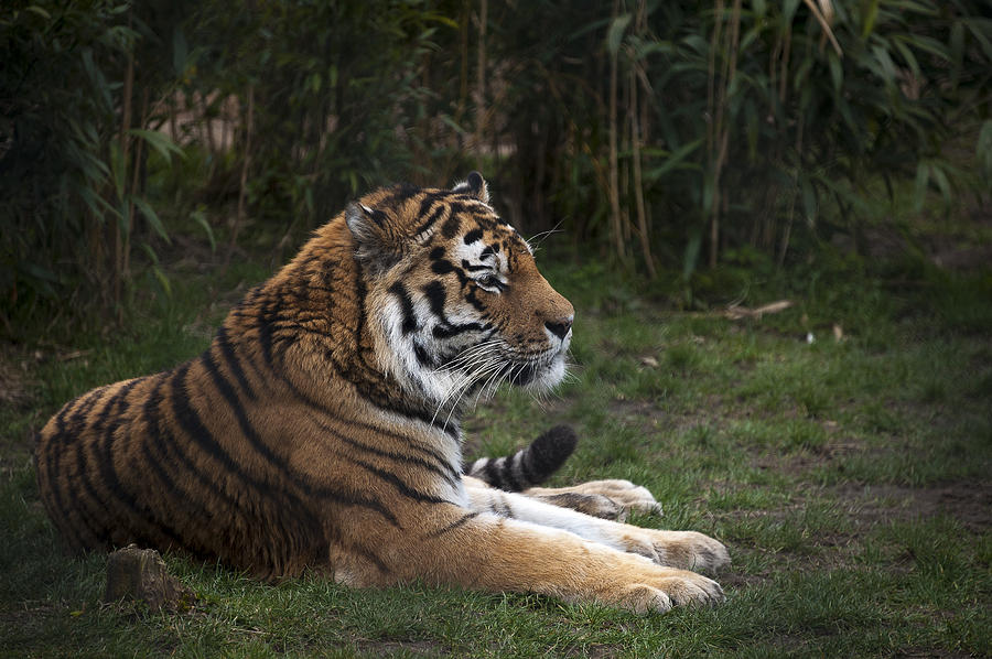 Siberian Tiger Photograph