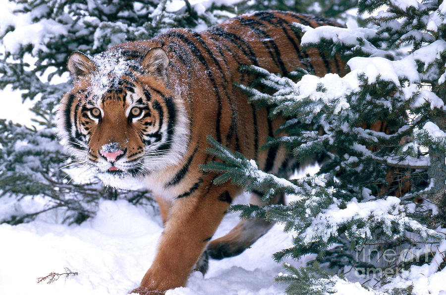 Siberian Tiger #1 Photograph by Thomas and Pat Leeson