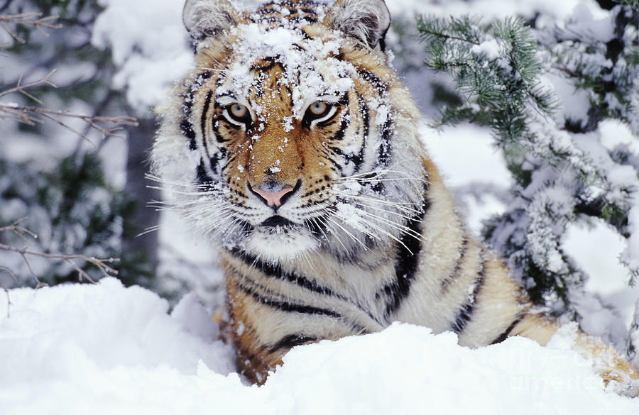 Animal Photograph - Siberian Tiger #2 by Tom and Pat Leeson