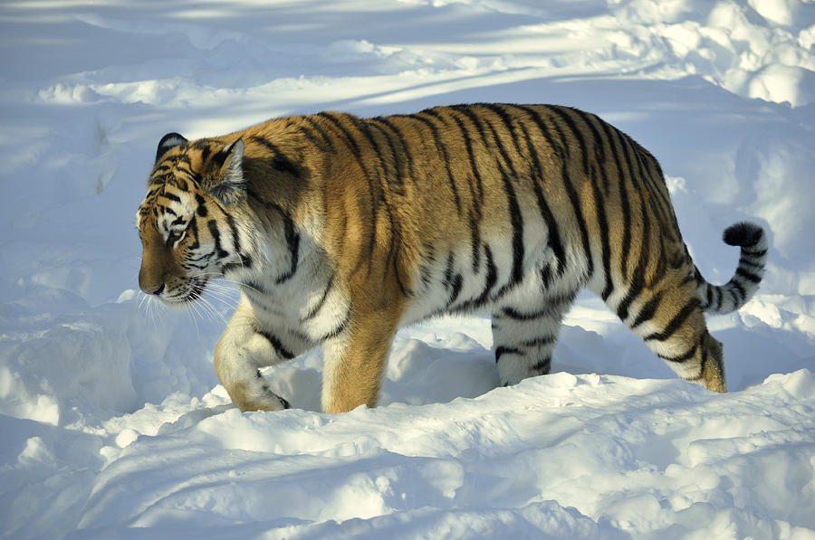 Siberian Tiger walking in snow Photograph by Jim Avitalle