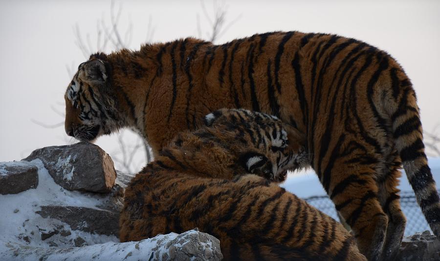 Siberian Tigers Photograph by Brett Geyer