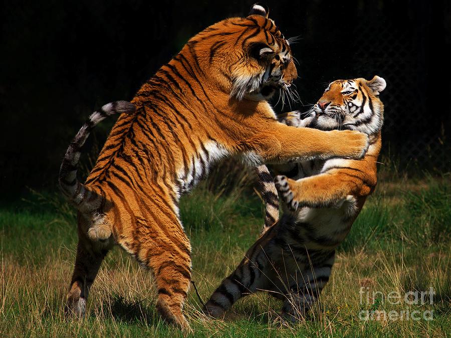 Siberian Tigers in fight Photograph by Nick  Biemans