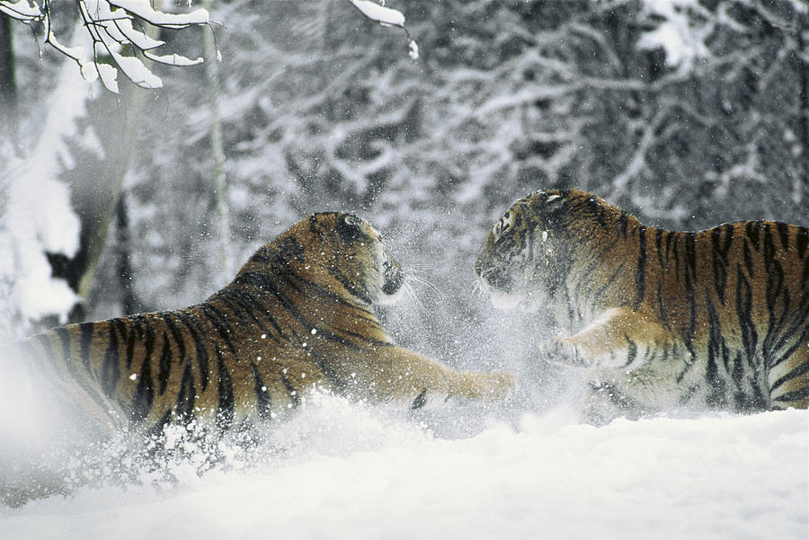 Siberian Tigers Playing In The Snow Photograph by Konrad Wothe