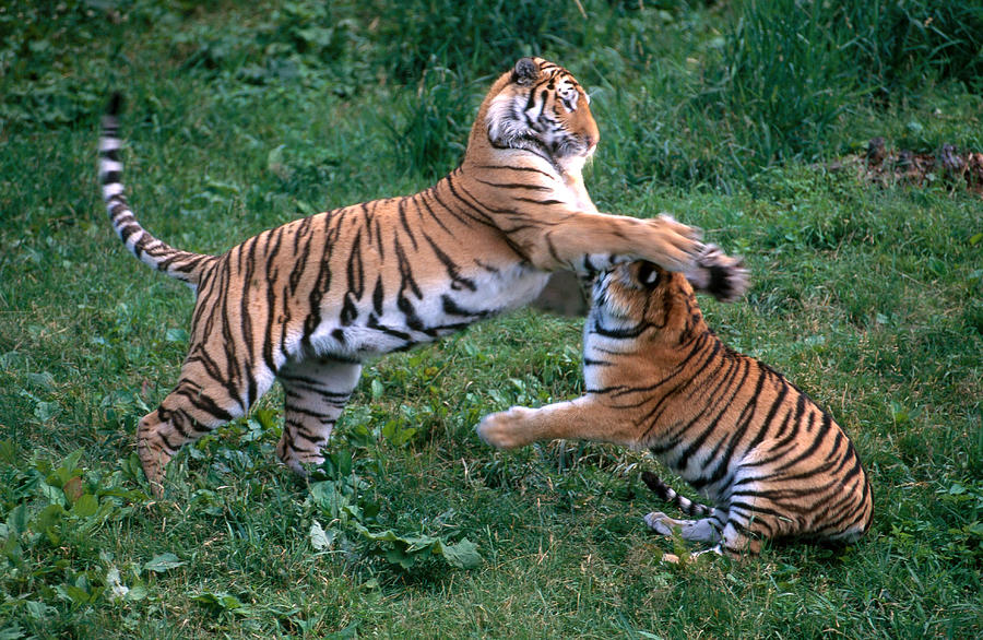 Siberian Tigers Photograph by Thomas And Pat Leeson