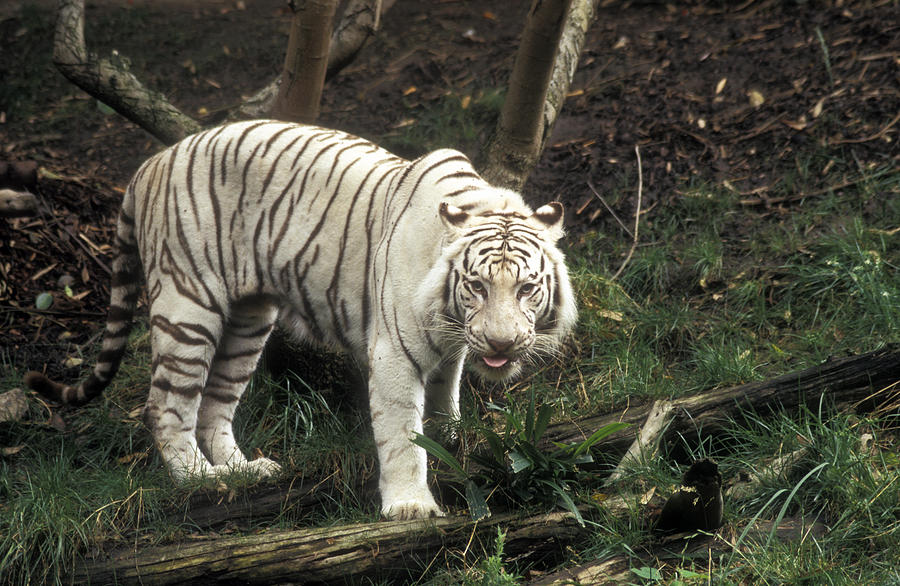 Siberian White Tiger Photograph by Greg Ochocki