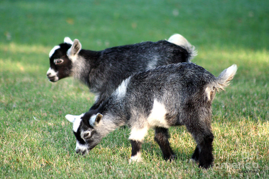 Sibling Goats Photograph by Lesa Fine