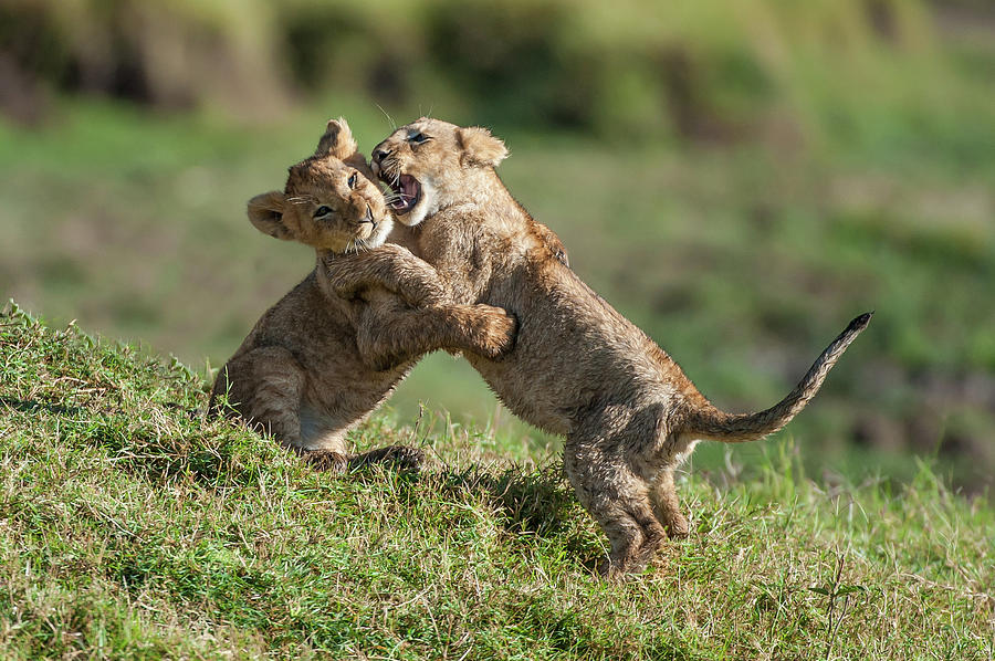 Sibling Rivalry Photograph by Ken Petch