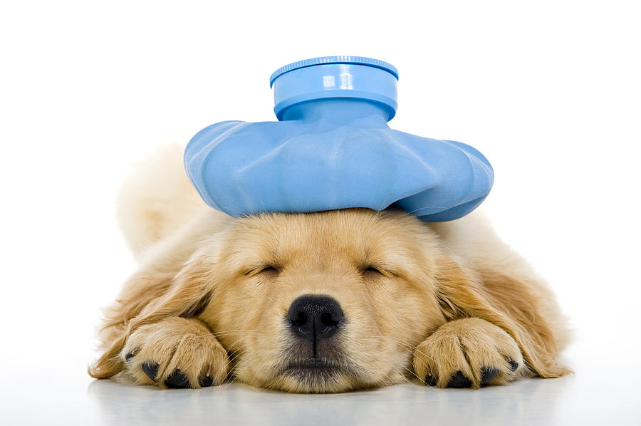 Sick young puppy with ice bag on head, white background Photograph by Cmannphoto