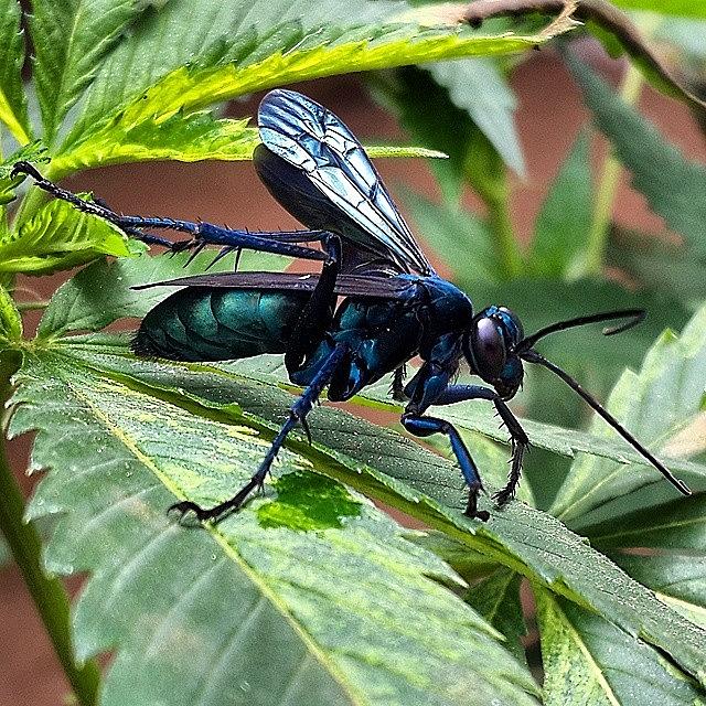 Marijuana Photograph - Sickest Wasp 🐝😨👌🌴🍁⛅ by Purelean O