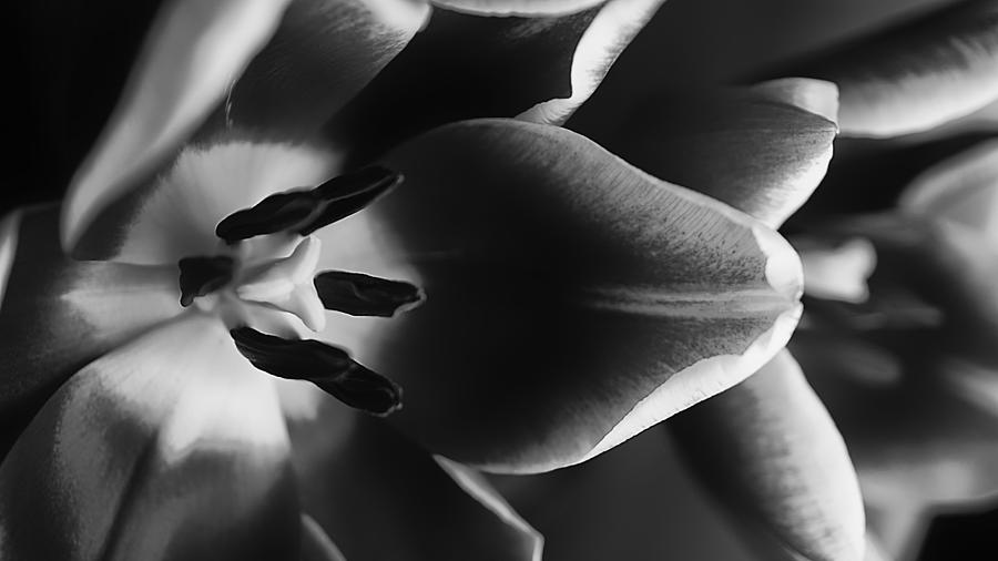 Tulip Photograph - Side by Side by Beth Akerman