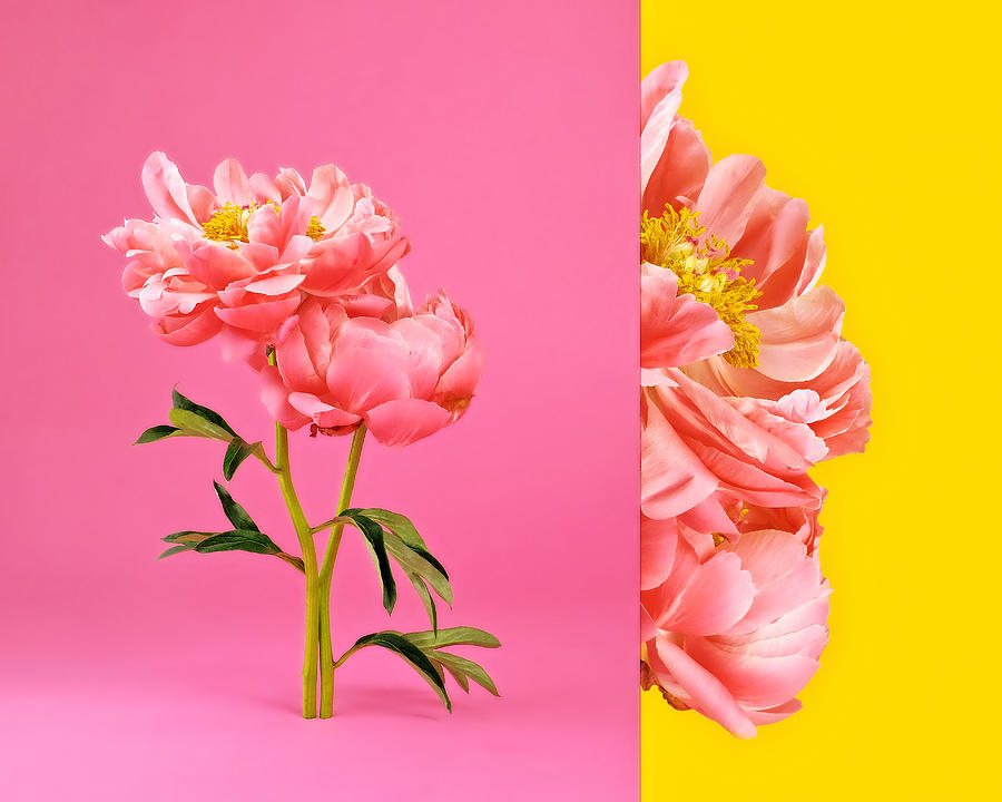 Side by side image of pink peonies in bloom Photograph by Juj Winn
