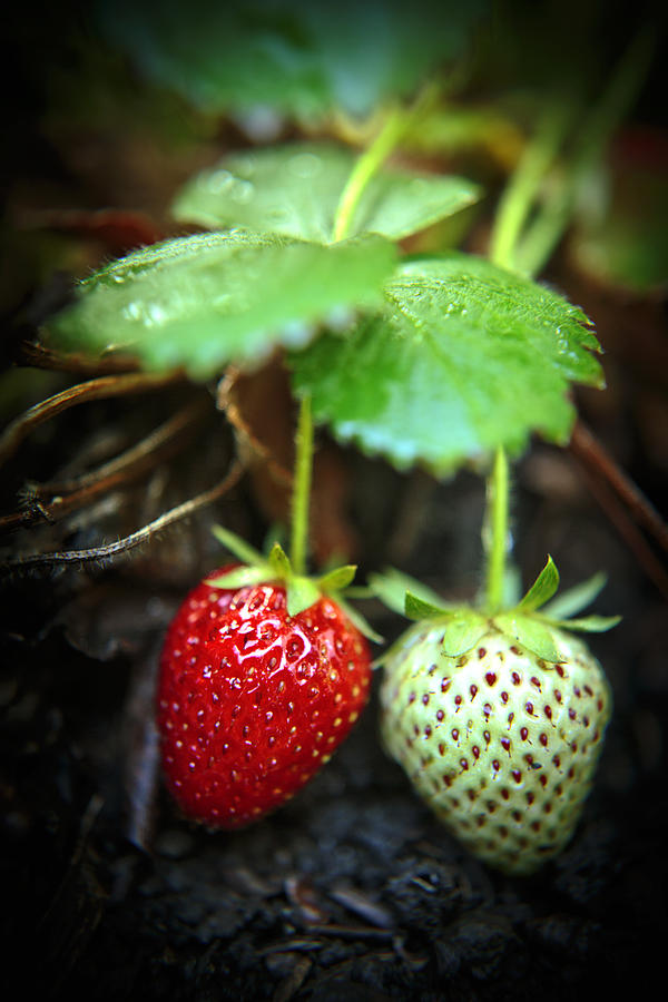 Strawberry Photograph - Side-By-Side In The Strawberry Patch by Her Arts Desire