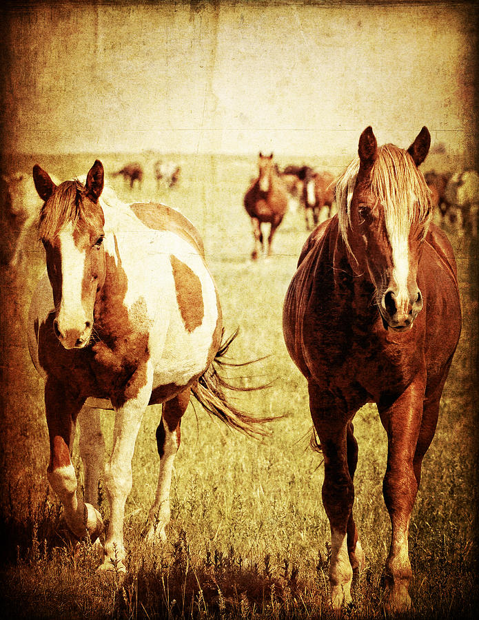 Horse Photograph - Side by Side by Lincoln Rogers
