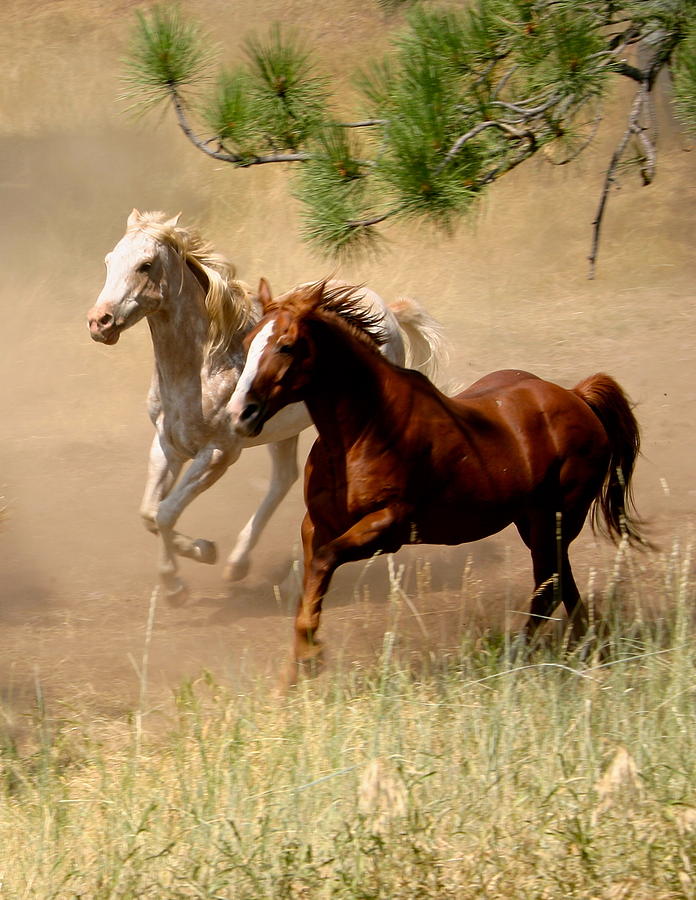 Side By Side Photograph by Stacey Kern | Fine Art America