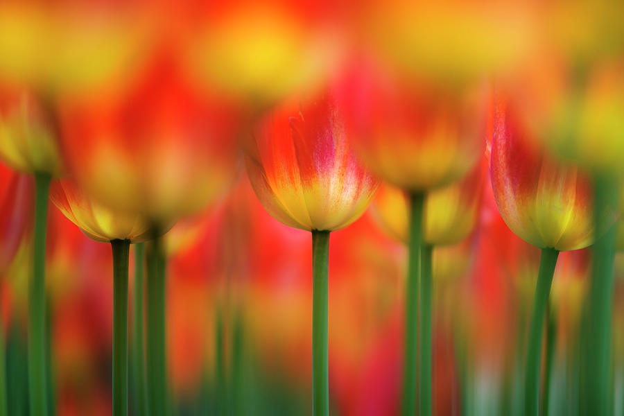 Tulip Photograph - Side By Side by Takashi Suzuki