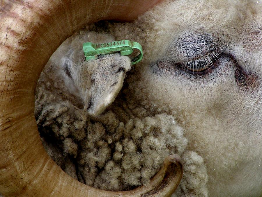 Sheep Photograph - Side Close Up Profile of Ram with Tag by Catherine Ali