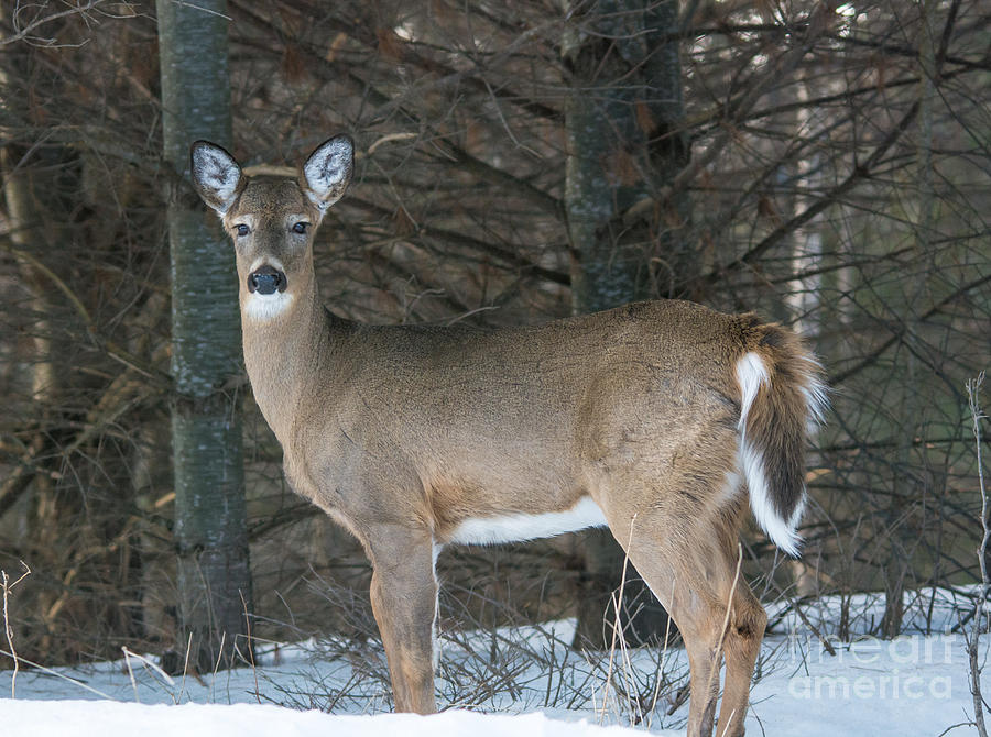 Side Of The Road Deer Photograph