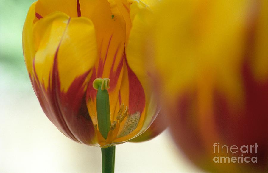Side of the Tulip Photograph by James B Toy