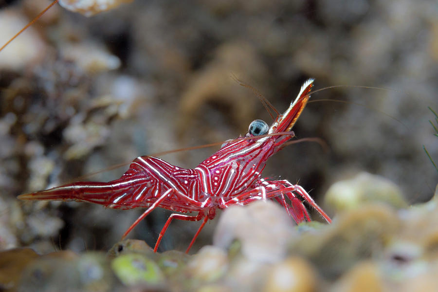 Side Portrait Of Hinge-beak Shrimp Photograph by Alessandro Cere - Fine ...