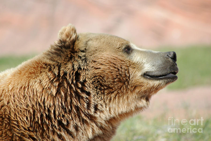 Side Profile Of A Brown Bear Photograph by Living Color Photography Lorraine Lynch