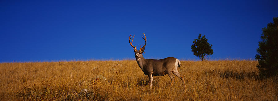 Deer Photograph - Side Profile Of A Mule Deer Standing by Panoramic Images