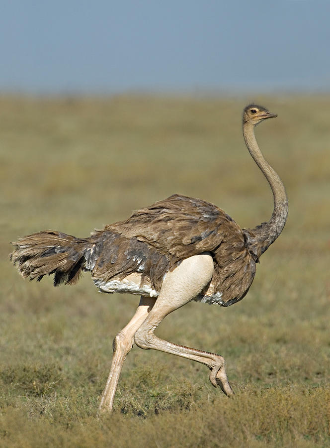 Side Profile Of An Ostrich Running Photograph by Panoramic Images
